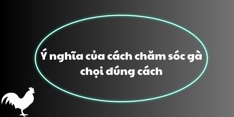 Ý nghĩa của cách chăm sóc gà chọi đúng cách