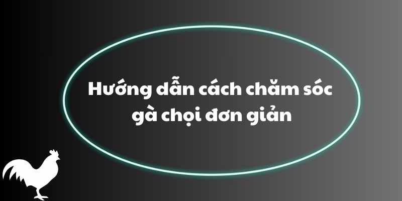 Hướng dẫn cách chăm sóc gà chọi đơn giản