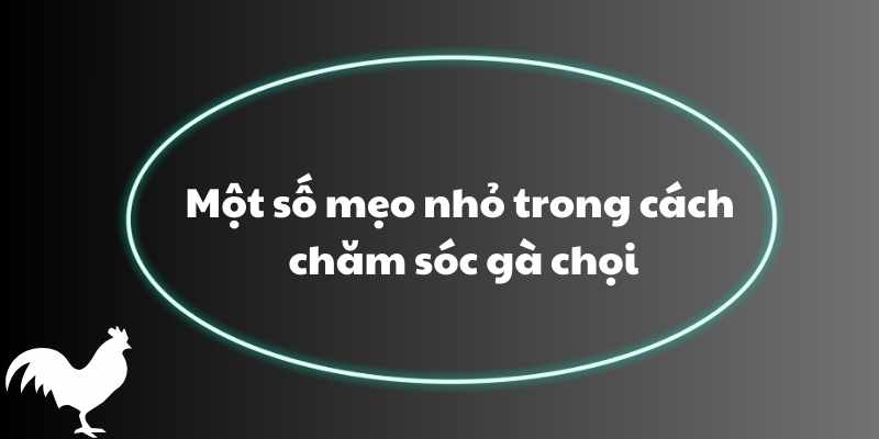 Một số mẹo nhỏ trong cách chăm sóc gà chọi