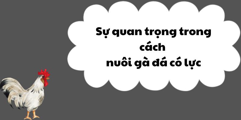 Sự quan trọng trong cách nuôi gà đá có lực