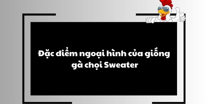 Đặc điểm ngoại hình của giống gà chọi Sweater