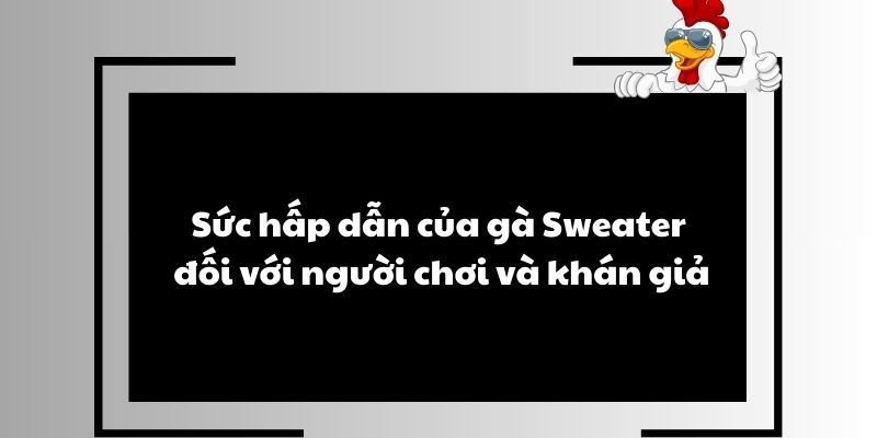 Sức hấp dẫn của gà Sweater đối với người chơi và khán giả