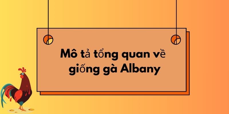 Mô tả tổng quan về giống gà Albany