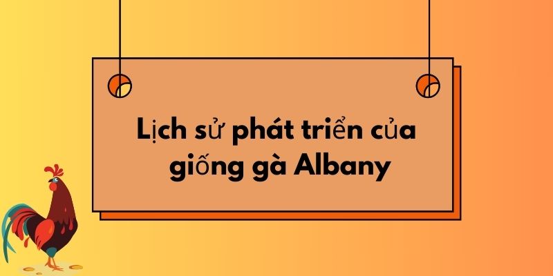 Lịch sử phát triển của giống gà Albany