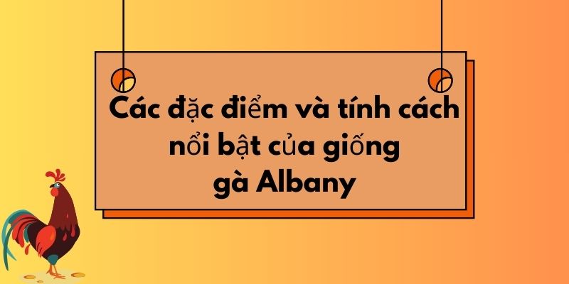 Các đặc điểm và tính cách nổi bật của giống gà Albany