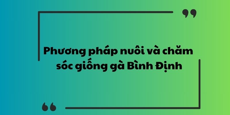 Phương pháp nuôi và chăm sóc giống gà Bình Định