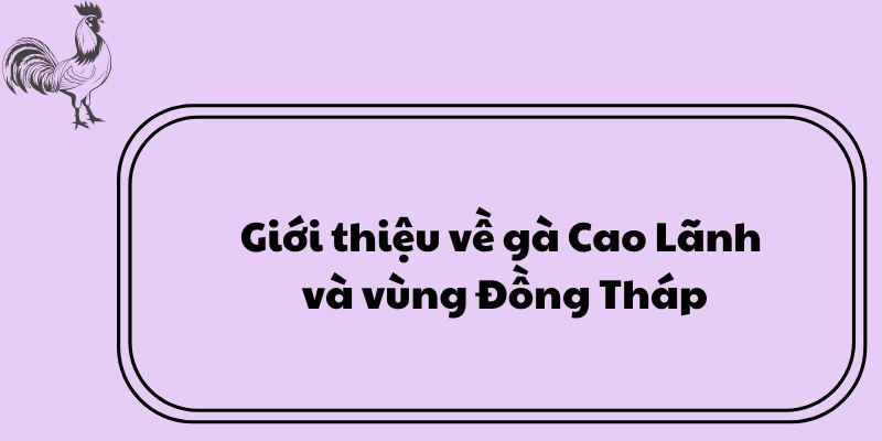 Giới thiệu về gà Cao Lãnh và vùng Đồng Tháp