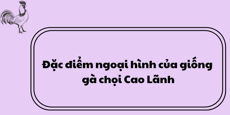 Đặc điểm ngoại hình của giống gà chọi Cao Lãnh 