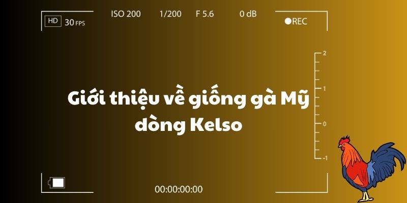 Giới thiệu về giống gà Mỹ dòng Kelso