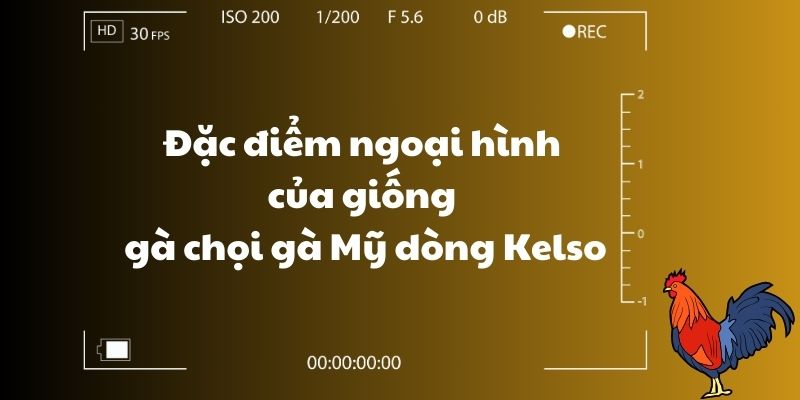 Đặc điểm ngoại hình của giống gà chọi gà Mỹ dòng Kelso