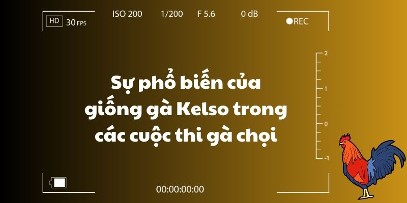 Sự phổ biến của giống gà Kelso trong các cuộc thi gà chọi