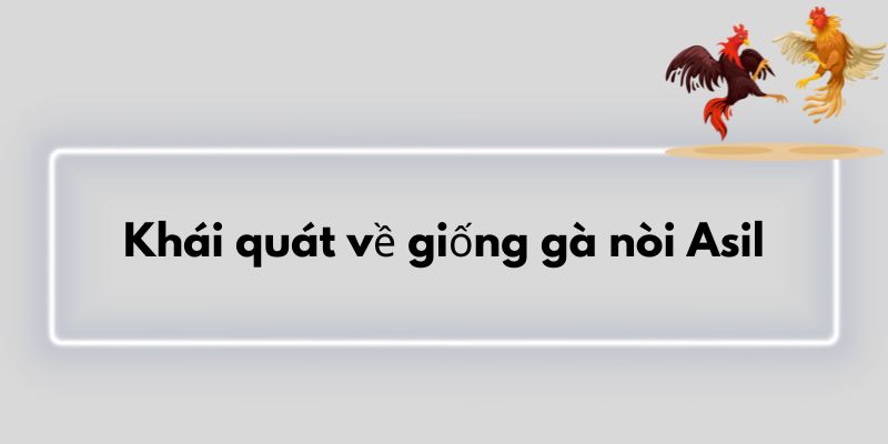 Khái quát về giống gà nòi Asil