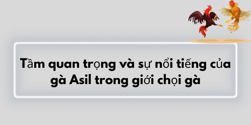 Tầm quan trọng và sự nổi tiếng của gà Asil trong giới chọi gà